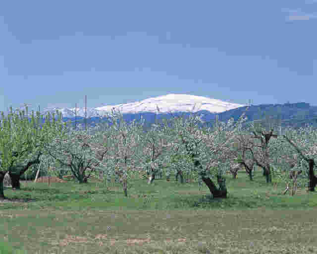 山形県のさくらんぼ畑