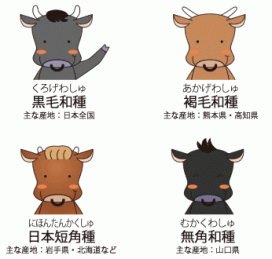 日本和牛の種類のイラスト