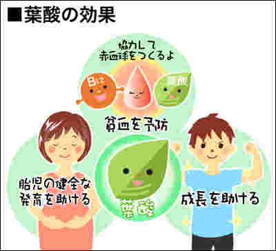 葉酸の働きを表したイラスト