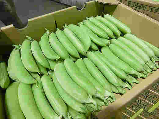 箱に入った出荷前のスナップエンドウ