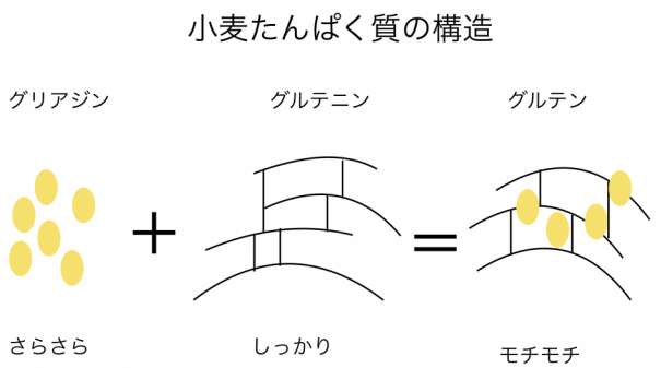 小麦たんぱく質の構造