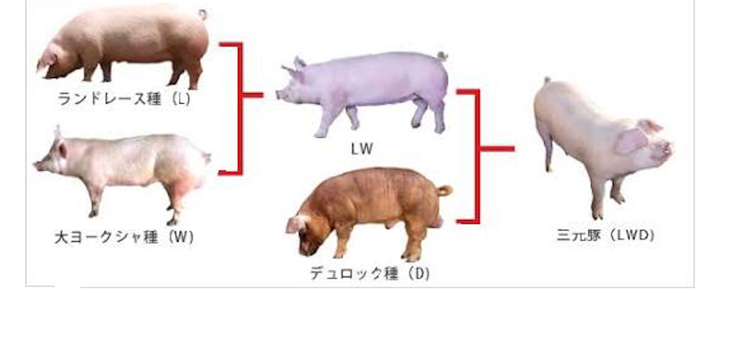 LWDの三元豚