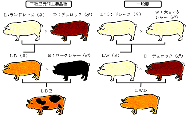 平田牧場のLDB