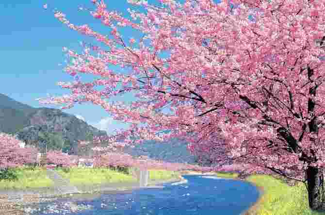 桜が咲いている春の風景