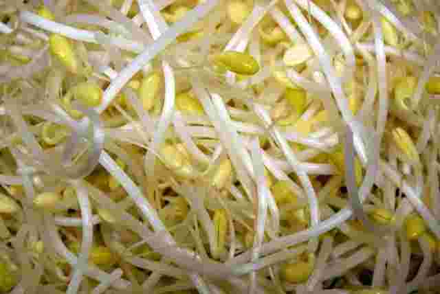 豆がついている豆もやしの様子