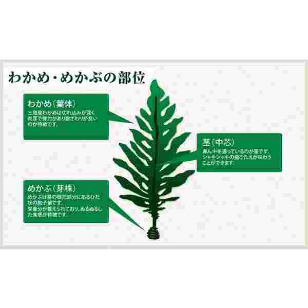 わかめとめかぶの部分を詳しく説明で表したイラスト