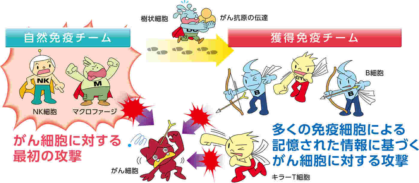 がん細胞をやっつける免疫の働きの仕組みを説明したイラスト