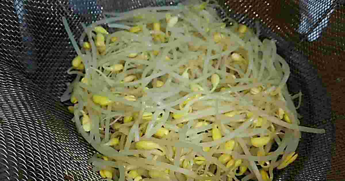 茹でたもやしをざるで冷ます