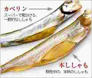 カペリンとししゃも