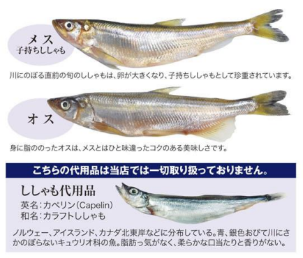 カペリンとししゃもの違い