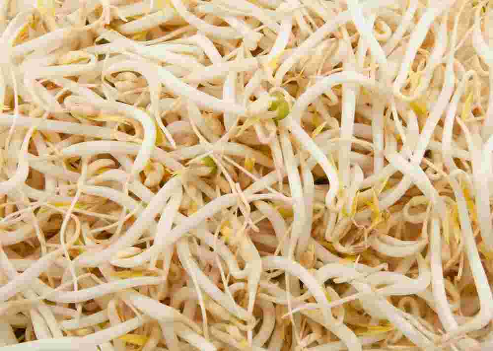 大量の豆もやし