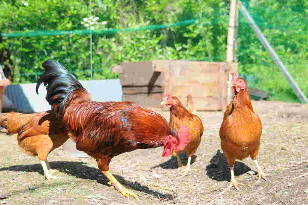 放し飼いにされた４羽のニワトリ