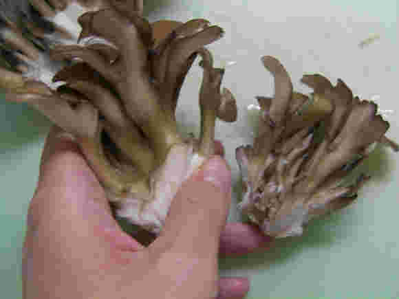 舞茸をさいている様子