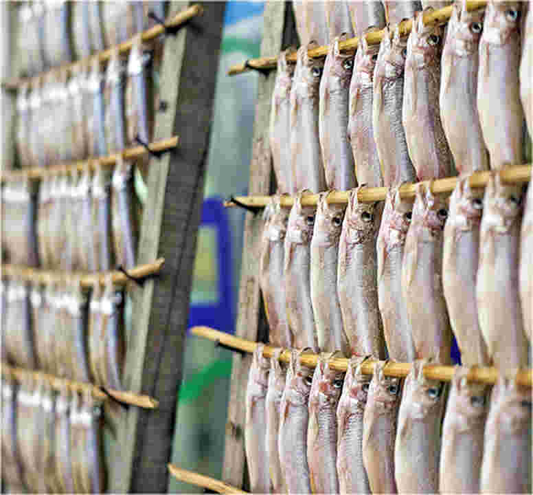 産地ならではのししゃものすだれ干し