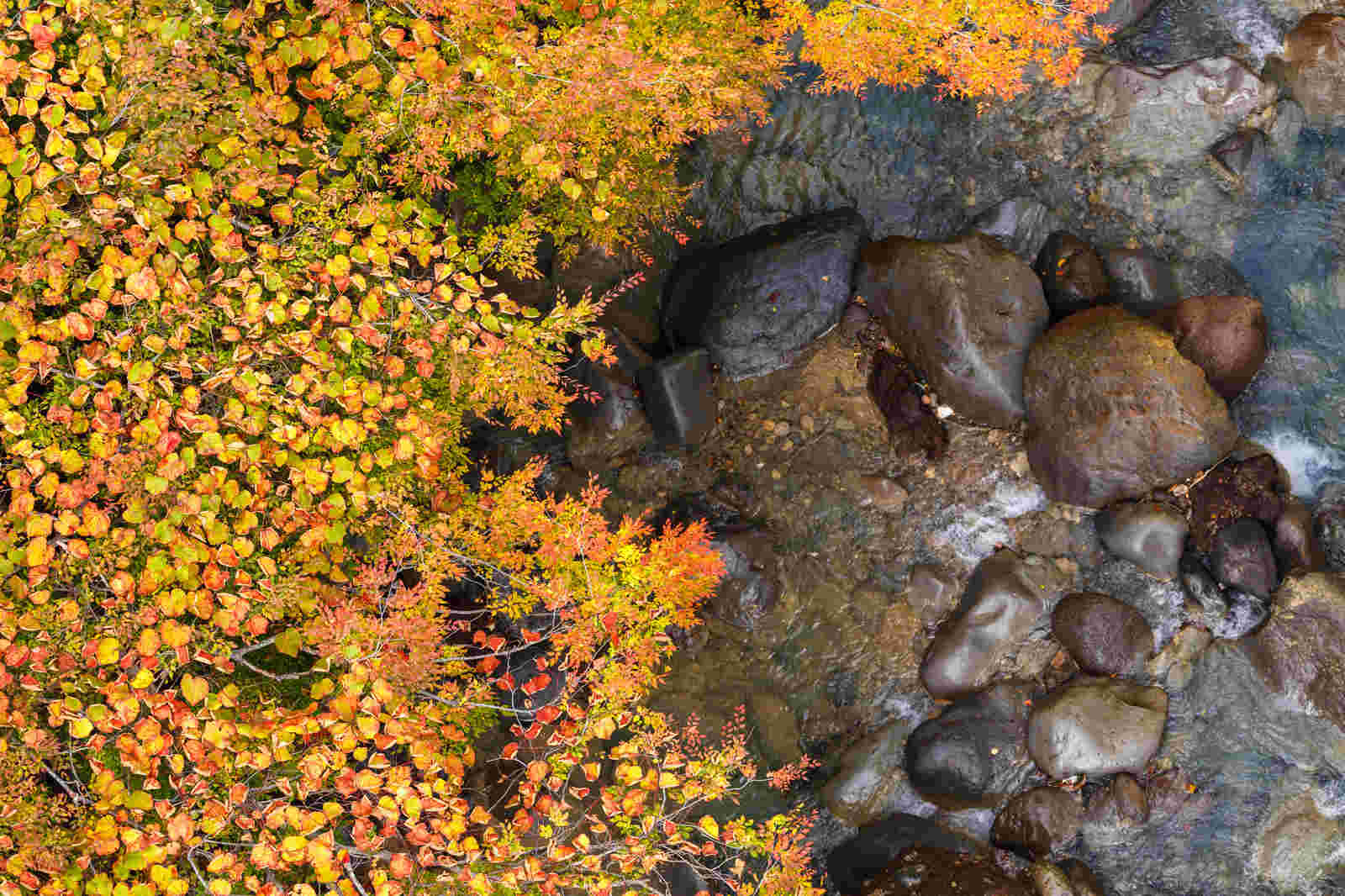 秋の紅葉