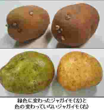 普通のじゃがいもと変色したじゃがいも