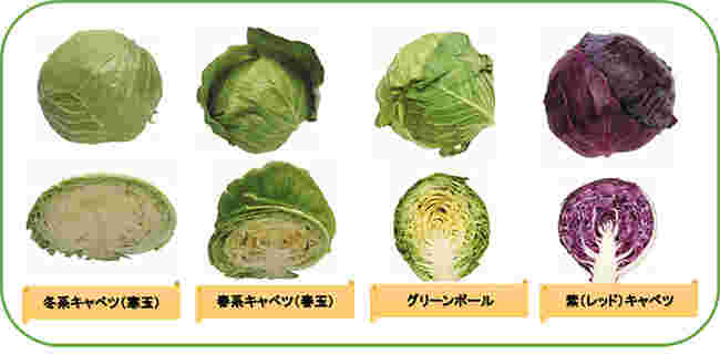 4種類のキャベツの玉と半切りされたキャベツが2段に分かれて並べられている