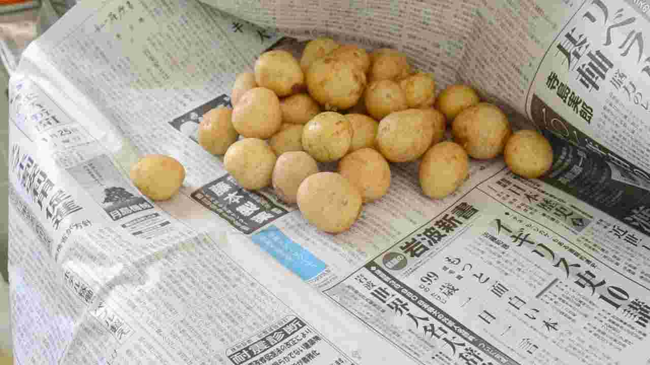 じゃがいもと新聞紙