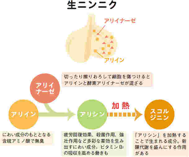 にんにくの成分変化による効能
