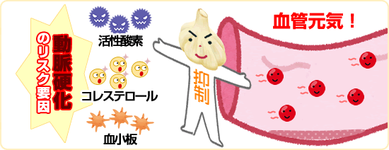 にんにくの動脈硬化予防効果