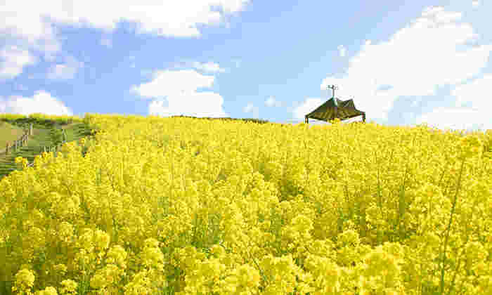 青空に広がる菜の花畑