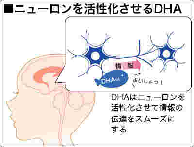 DHAがニューロンを活性化させるイラスト