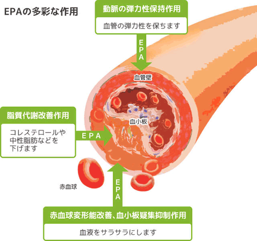 血管に作用するEPAの作用