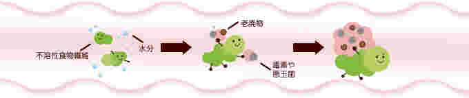 不溶性食物繊維の働き