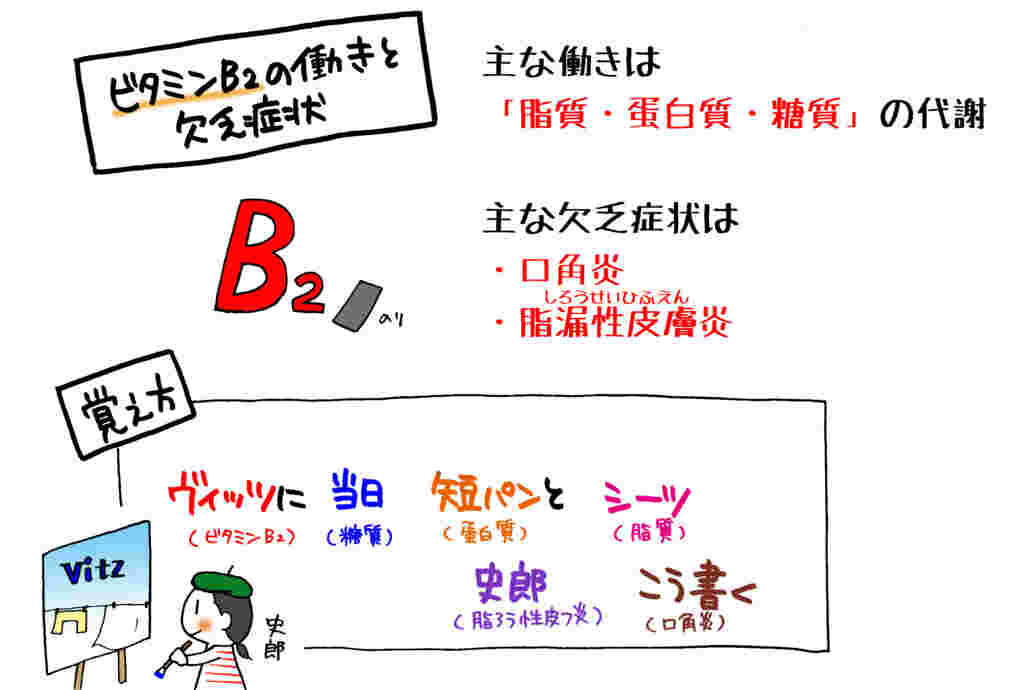 ビタミンB2の働きのイラスト