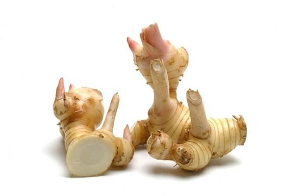 生のガランガル