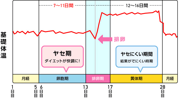 生理の周期とダイエット効果の図