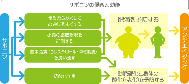 サポニンの働きと効能の図