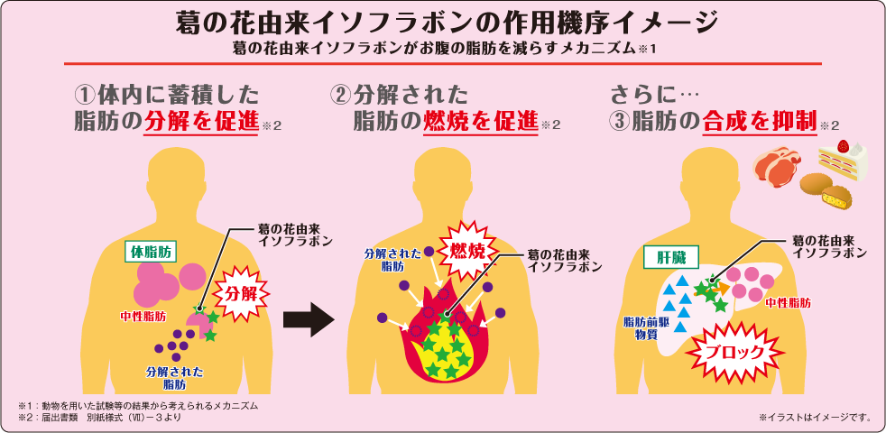 イソフラボンの脂肪に対する作用の図