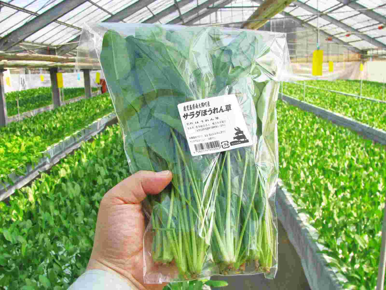 サラダほうれん草を手に持っている