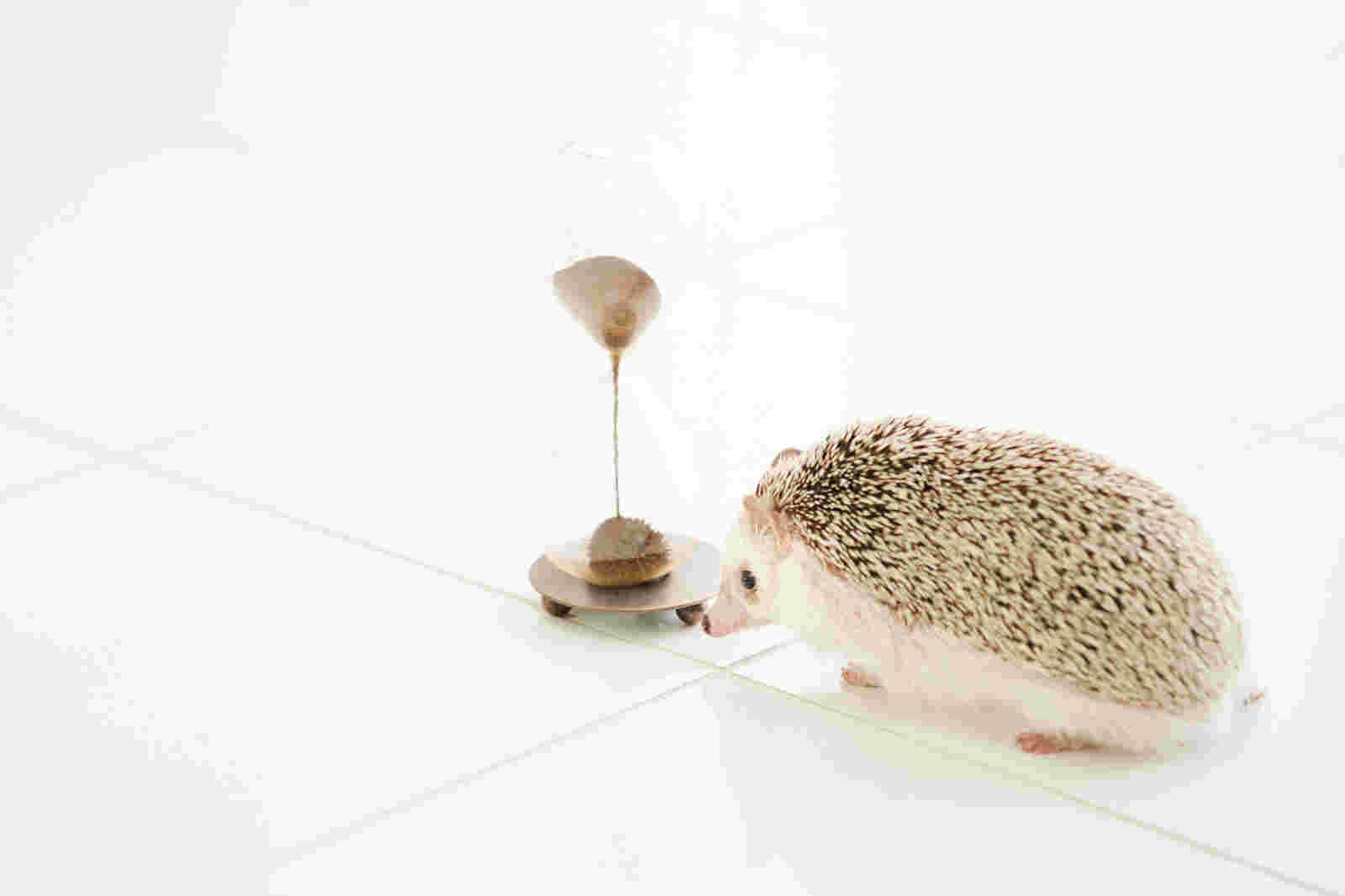 砂時計とハリネズミ