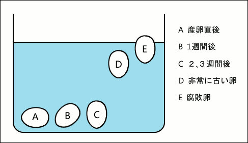 卵の新鮮度を表したイメージ
