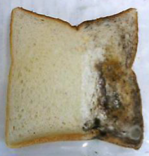 カビの生えた食パン