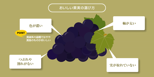ぶどうの選び方