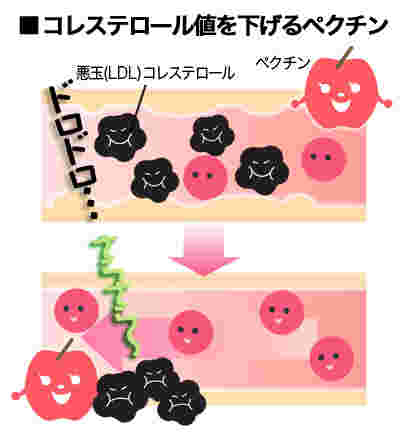ペクチンの働きのイメージ
