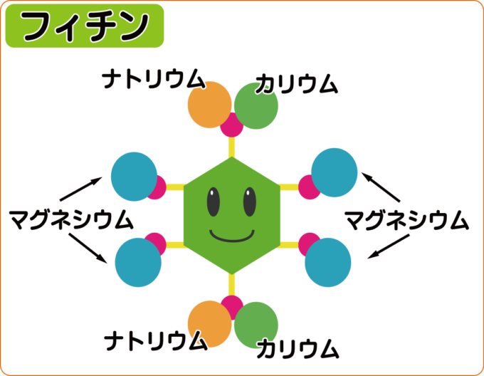フィチンの働きを表したイラスト