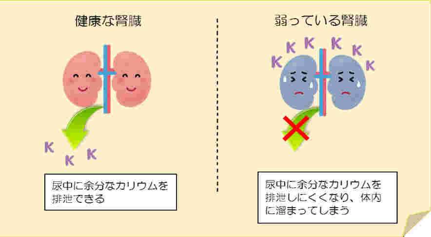正常なカリウムの働きを表したイラスト