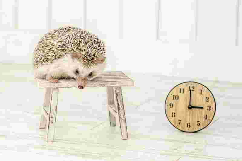 ハリネズミと時計の画像