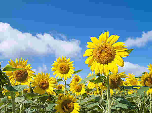 夏の代名詞であるひまわりの様子