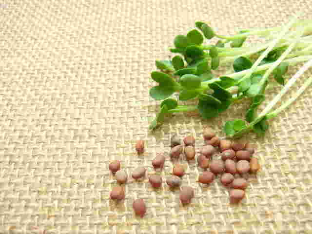 かいわれ大根と種