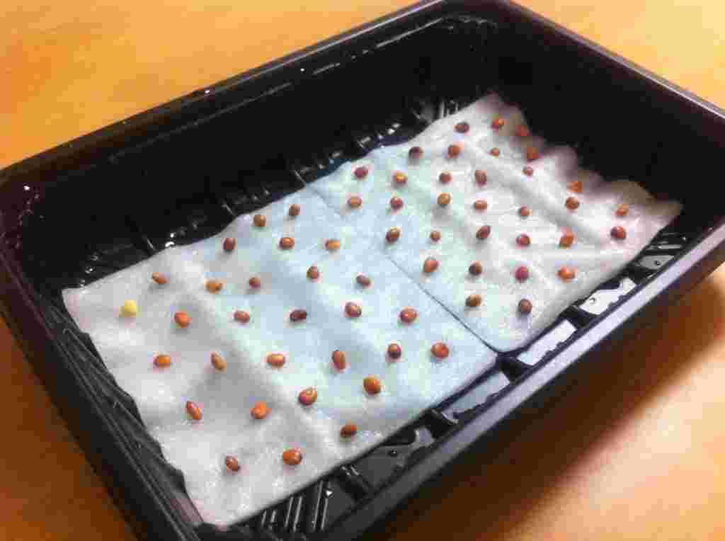 コットンに種を並べている様子