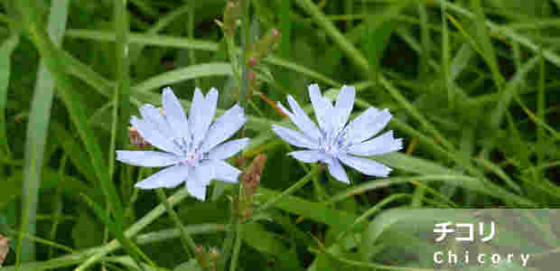 チコリの花