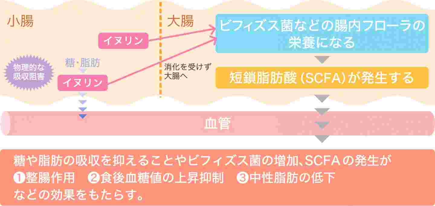 イヌリンの効能