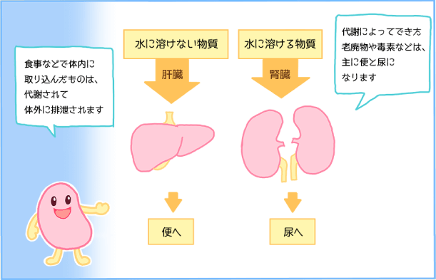 肝臓と腎臓による老廃物の排出