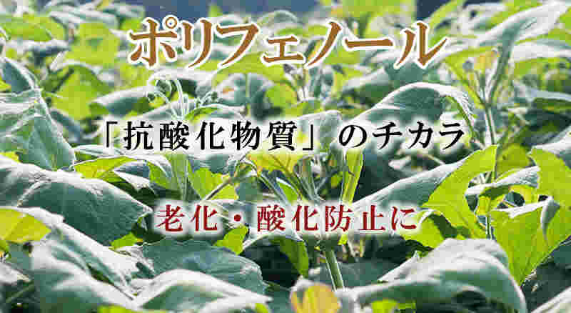 ヤーコンの効能