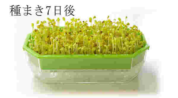 かいわれ大根の栽培セットでかいわれ大根を育てている